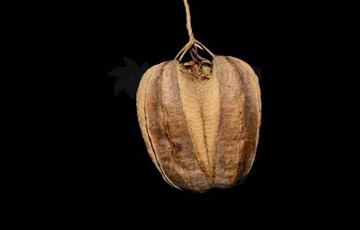 馬兜鈴酸致癌？權(quán)威部門給出了最新回應(yīng)！
